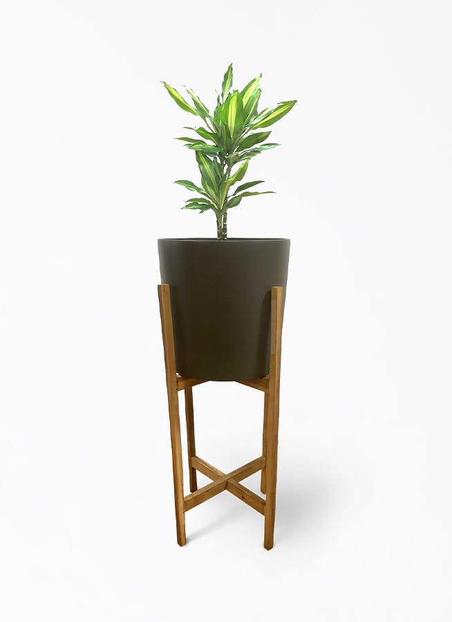 観葉植物 ドラセナ ジェレ 6号 プラスチック鉢 ホルスト シリンダー オリーブ ウッドポットスタンド 付き 観葉植物ならhitohana ひとはな
