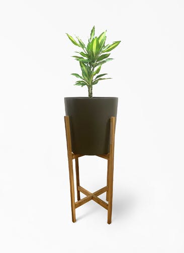 観葉植物 ドラセナ ジェレ 6号 プラスチック鉢 ホルスト シリンダー オリーブ ウッドポットスタンド 付き