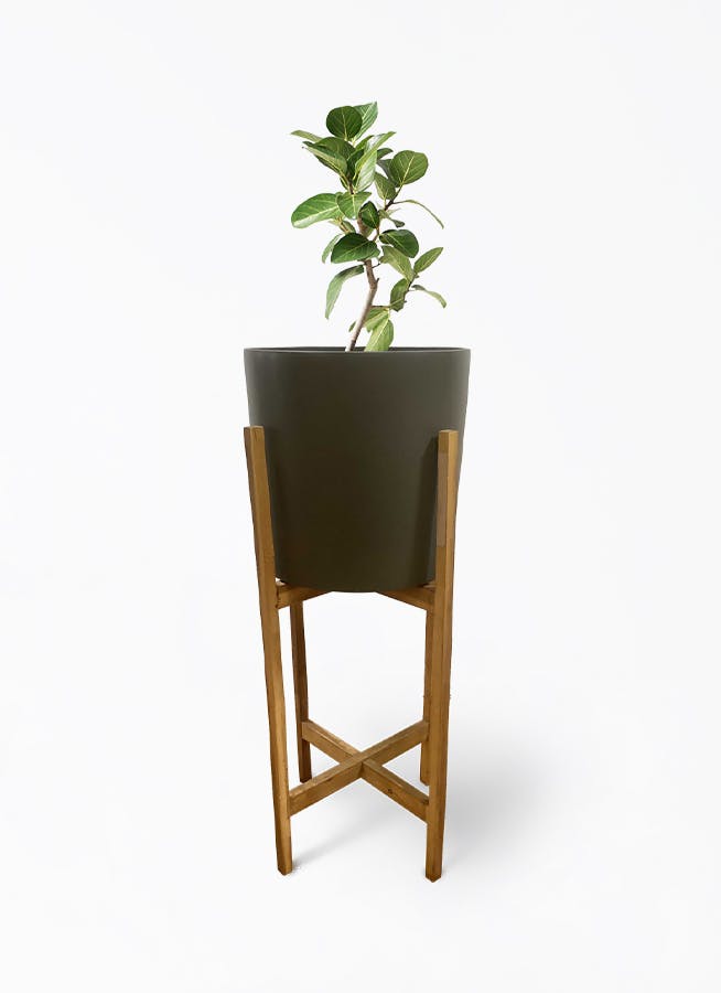フィカス　ベンガレンシス　6 フィカス・ベンガレンシス 6号の通販 | 観葉植物通販AONOKI