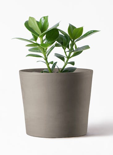 観葉植物 クルシア ロゼア プリンセス 4号 シリンドリコ カプチーノM  20cm 付き