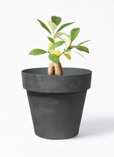 ガジュマル 観葉植物通販hitohana ひとはな