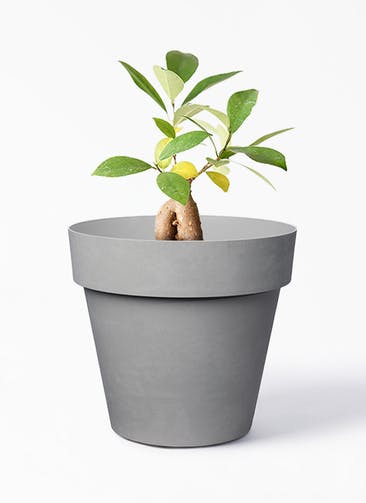 大型のガジュマルを選ぶ 観葉植物通販hitohana ひとはな 大型のガジュマルを選ぶ 観葉植物通販hitohana ひとはな