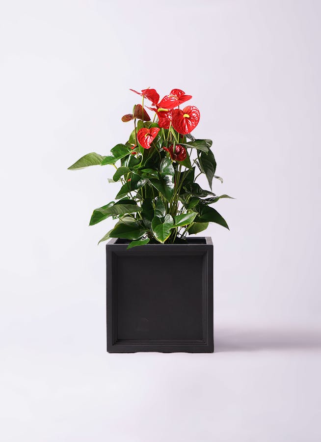 観葉植物 ストレリチア (ストレチア) レギネ 10号 ブリティッシュ