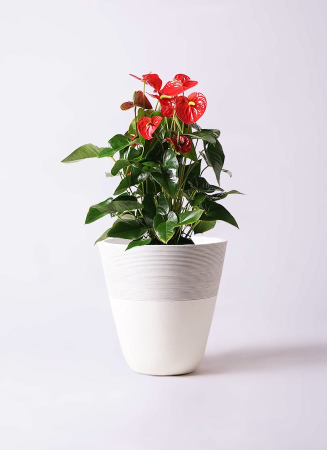 アンスリウム 10号 | 観葉植物通販HitoHana(ひとはな)