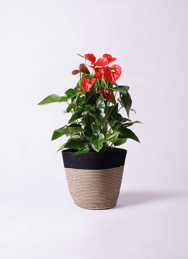 アンスリウム 10号 | 観葉植物通販HitoHana(ひとはな)