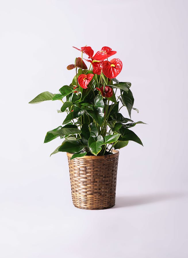 アンスリウム 10号 | 観葉植物通販HitoHana(ひとはな)