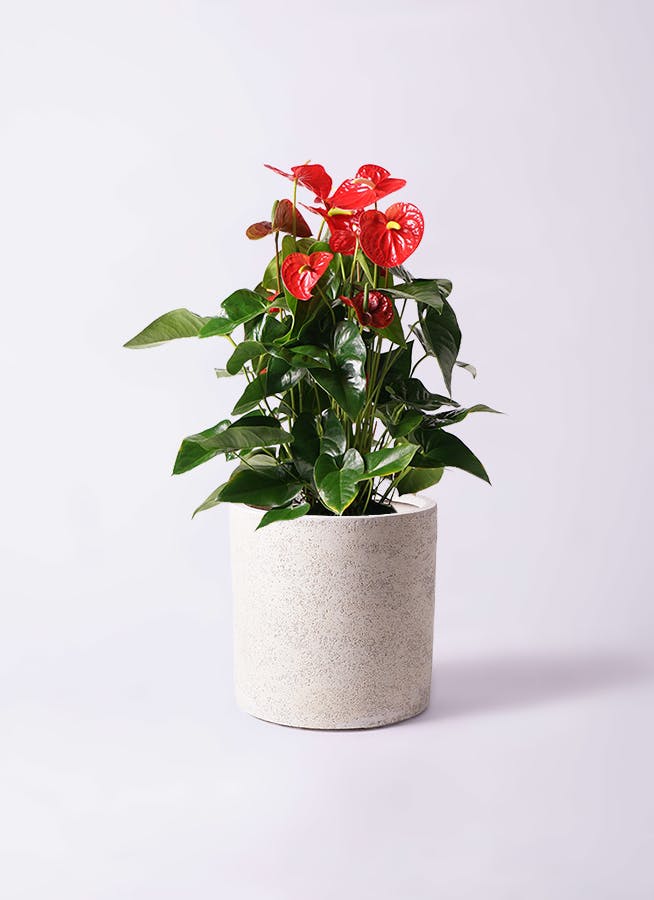 アンスリウム 10号 | 観葉植物通販HitoHana(ひとはな)