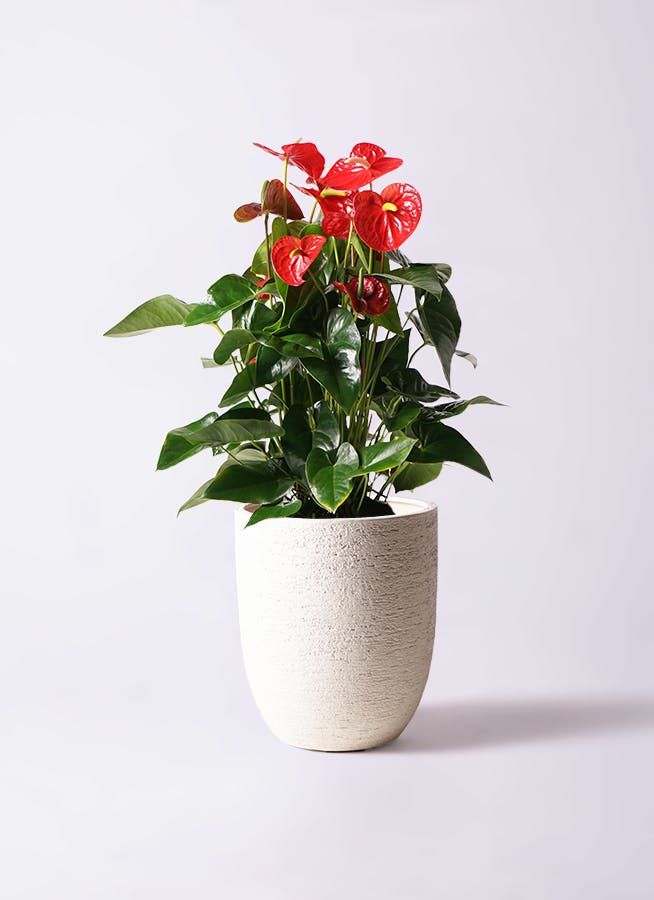 アンスリウム 10号 | 観葉植物通販HitoHana(ひとはな)