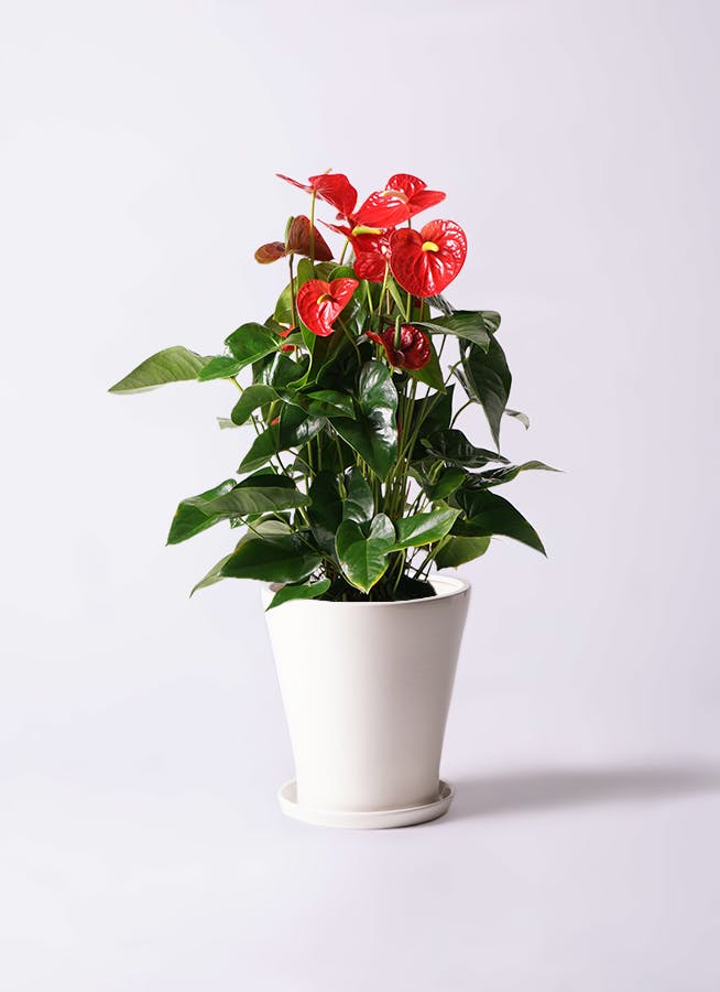 アンスリウム 10号 | 観葉植物通販HitoHana(ひとはな)