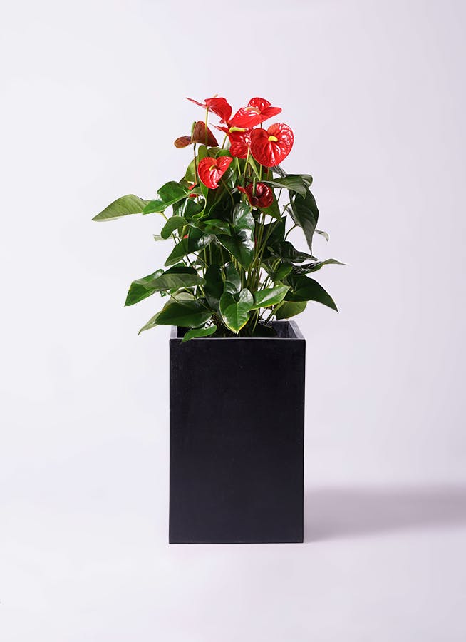 観葉植物 アンスリウム 10号 レッド セドナロング 墨 付き | 観葉植物