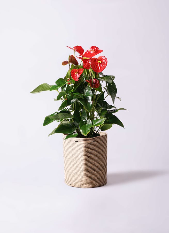 アンスリウム 10号 | 観葉植物通販HitoHana(ひとはな)