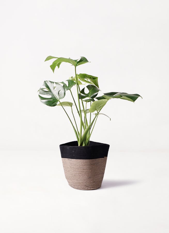 モンステラ 6号 | 観葉植物 | インテリアやギフトに - Hitohana（ひと