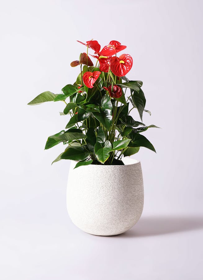 アンスリウム 10号 | 観葉植物通販HitoHana(ひとはな)