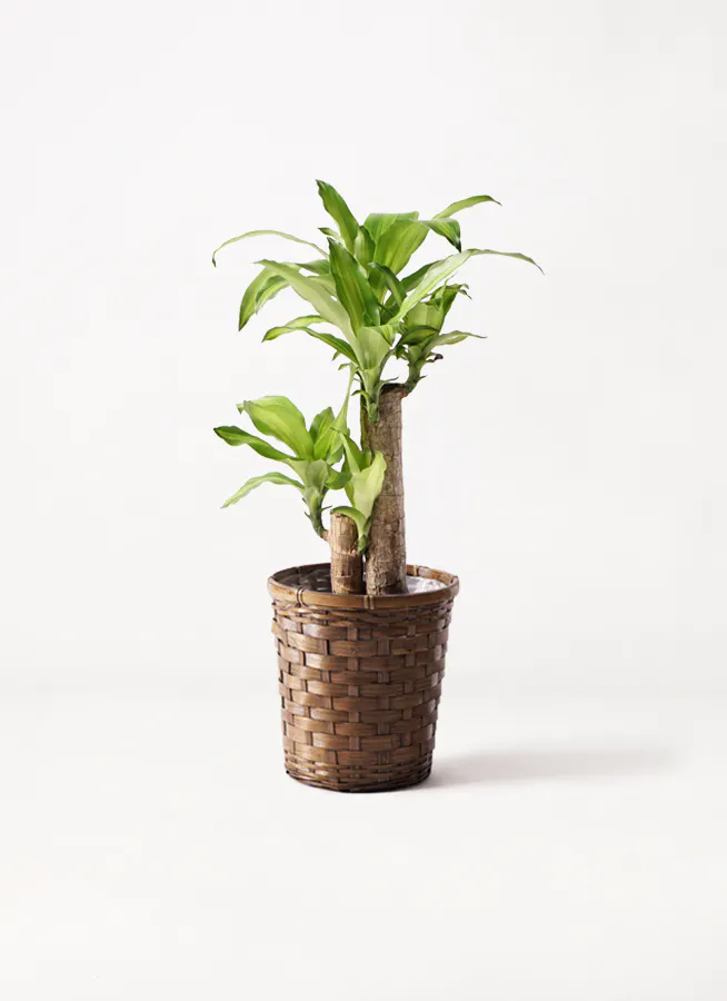 ドラセナ 幸福の木 | 観葉植物の通販ならHitoHana（ひとはな）