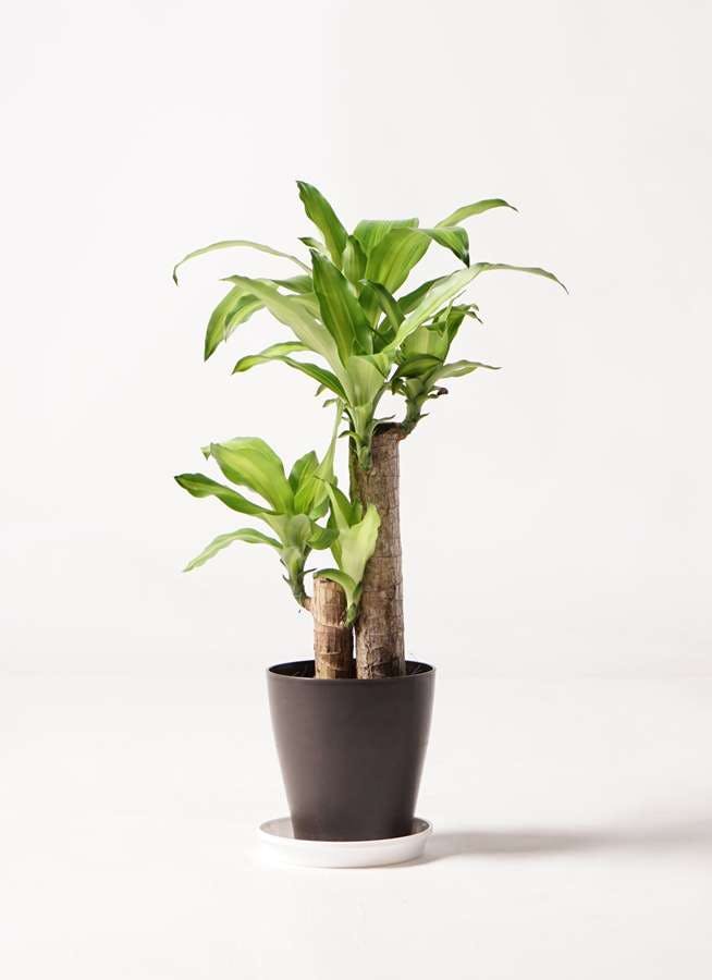 観葉植物 ドラセナ 6号 幸福の木 プラスチック鉢 観葉植物ならhitohana ひとはな