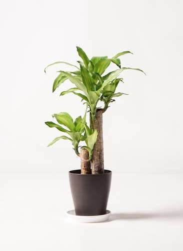 観葉植物 ドラセナ 幸福の木 6号 ノーマル プラスチック鉢
