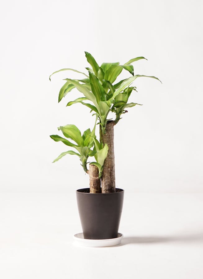 観葉植物 ドラセナ 6号 幸福の木 プラスチック鉢 | 観葉植物なら 