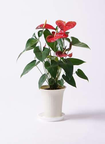 観葉植物 アンスリウム 6号 レッド プラスチック鉢