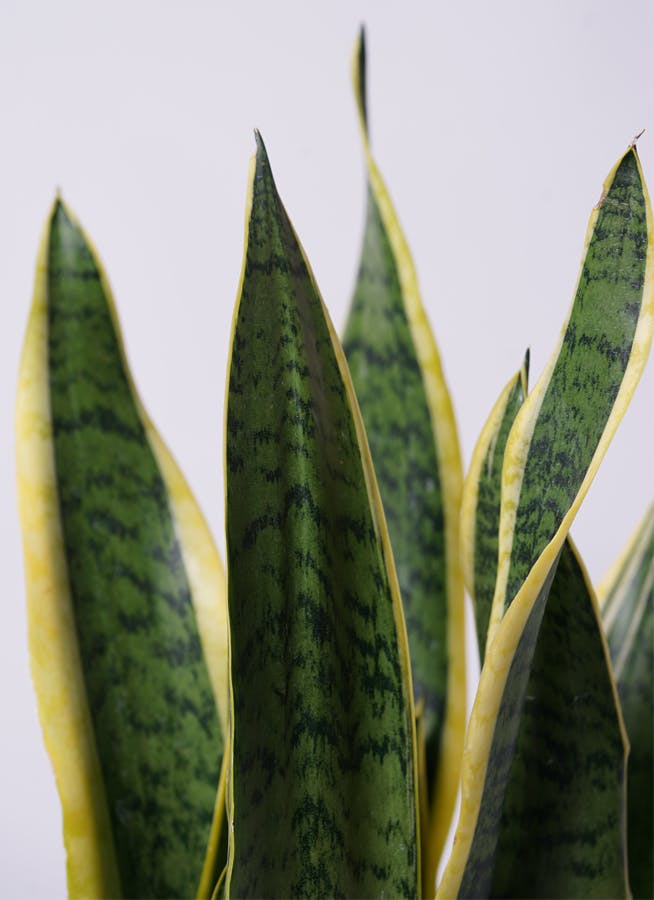 観葉植物 サンスベリア 6号 トラノオ エコストーンGray 付き | 観葉