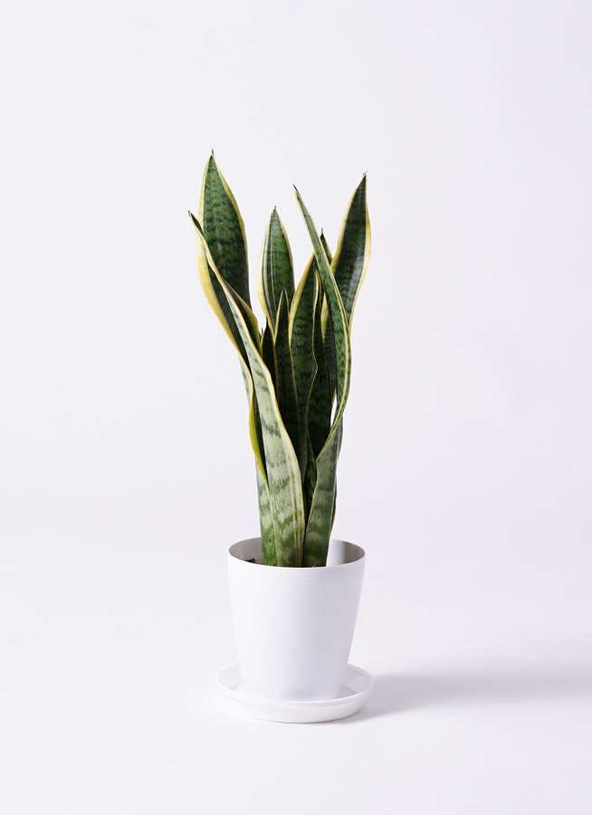 観葉植物 サンスベリア 6号 トラノオ プラスチック鉢 観葉植物ならhitohana ひとはな