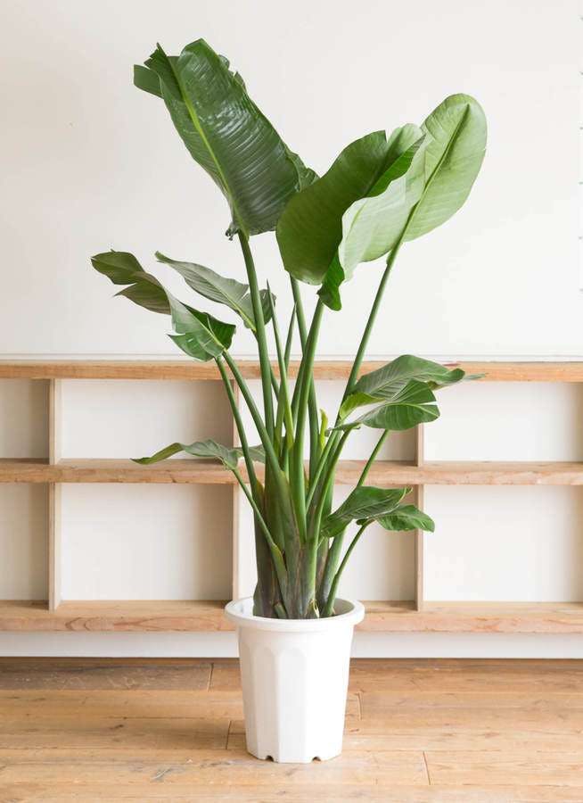 観葉植物 オーガスタ 10号 プラスチック鉢 観葉植物ならhitohana ひとはな 観葉植物 オーガスタ 10号 プラスチック鉢 観葉植物ならhitohana ひとはな