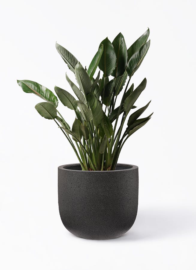 ストレチア レギネ 10号 | 観葉植物 | インテリアやギフトに