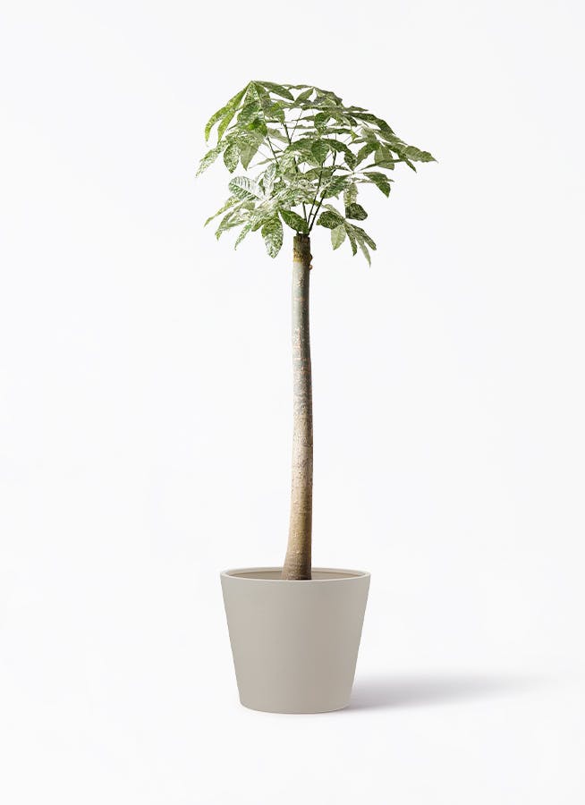 観葉植物 パキラ 10号 朴 斑入り ポリッシュ コニック クリーム 付き