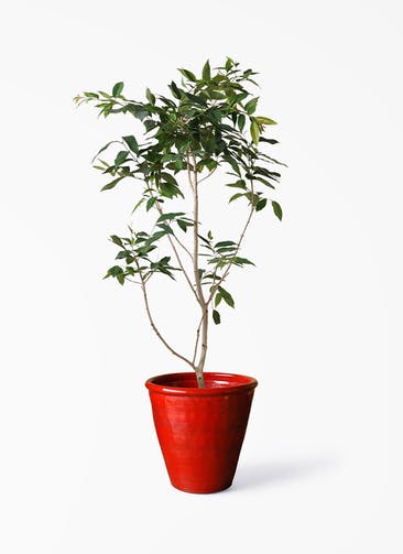 観葉植物 アマゾンオリーブ (ムラサキフトモモ) 10号 Antique Terra Cotta (アンティークテラコッタ)  Red 付き