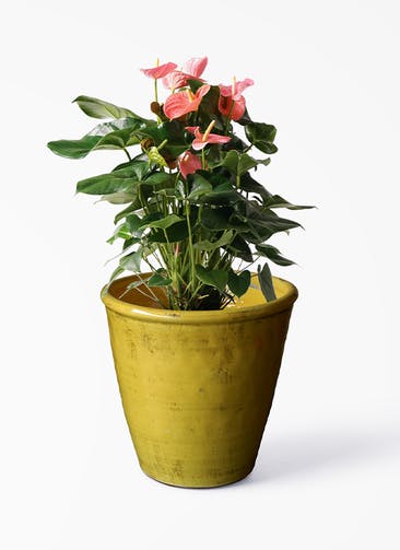 観葉植物 アンスリウム 10号 ピンクチャンピオン Antique Terra Cotta (アンティークテラコッタ)  Yellow 付き