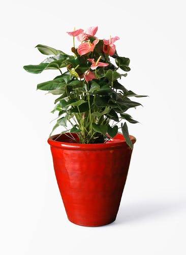 観葉植物 アンスリウム 10号 ピンクチャンピオン Antique Terra Cotta (アンティークテラコッタ)  Red 付き