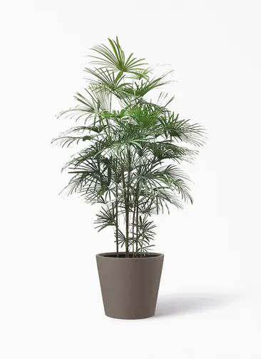 シュロチク 棕櫚竹 観葉植物通販hitohana ひとはな