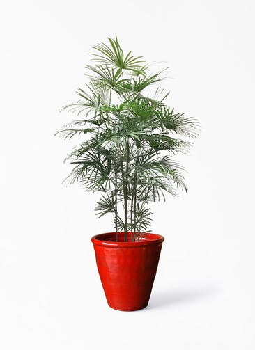 観葉植物 シュロチク（棕櫚竹） 10号 Antique Terra Cotta (アンティークテラコッタ)  Red 付き