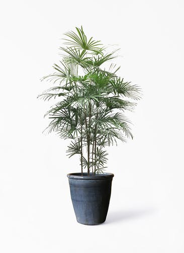 観葉植物 シュロチク（棕櫚竹） 10号 Antique Terra Cotta (アンティークテラコッタ)  Black 付き