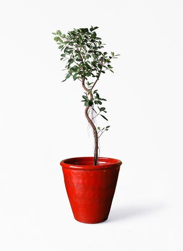 観葉植物 フィカス ジャンボリーフ 10号 Antique Terra Cotta (アンティークテラコッタ)  Red 付き