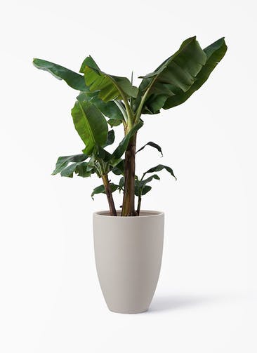 観葉植物 三尺バナナ 10号 ポリッシュ トール  クリーム 付き