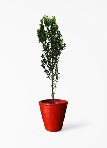 観葉植物 ガジュマル 10号 ベビーリーフ Antique Terra Cotta (アンティークテラコッタ)  Red 付き