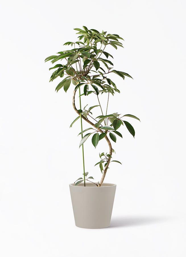 観葉植物 ツピダンサス 10号 曲り ポリッシュ コニック クリーム 付き | 観葉植物ならHitoHana(ひとはな)