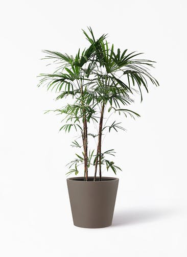 観葉植物 シュロチク（棕櫚竹） 10号 ポリッシュ コニック  ブラウン 付き