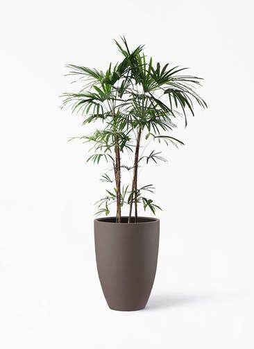 観葉植物 シュロチク（棕櫚竹） 10号 ポリッシュ トール  ブラウン 付き