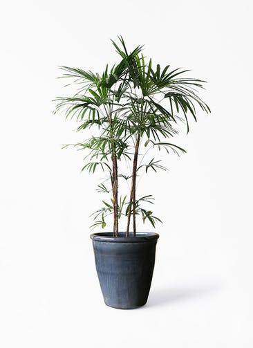 観葉植物 シュロチク（棕櫚竹） 10号 Antique Terra Cotta (アンティークテラコッタ)  Black 付き