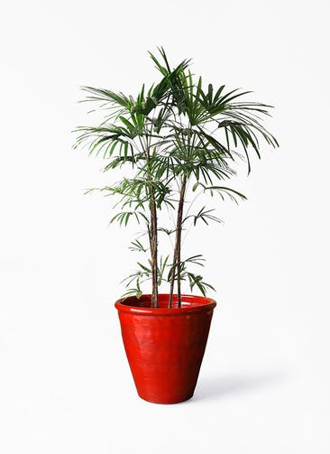 観葉植物 シュロチク（棕櫚竹） 10号 Antique Terra Cotta (アンティークテラコッタ)  Red 付き