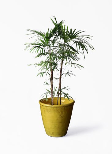 観葉植物 シュロチク（棕櫚竹） 10号 Antique Terra Cotta (アンティークテラコッタ)  Yellow 付き