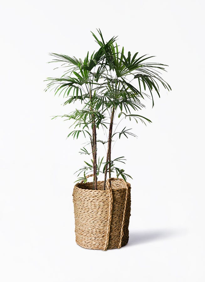 No.79 シュロチク　棕櫚竹　　H120 No.79 シュロチク 棕櫚竹 H120 No.79 シュロチク 棕櫚竹 H120