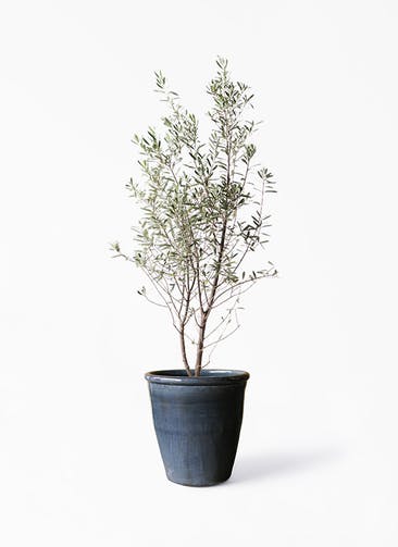観葉植物 オリーブの木 10号 チプレッシーノ Antique Terra Cotta (アンティークテラコッタ)  Black 付き