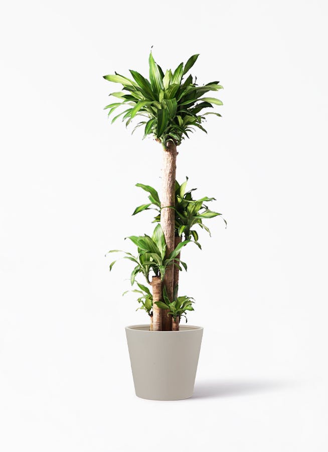 観葉植物 ドラセナ 幸福の木 10号 ノーマル ポリッシュ コニック  クリーム 付き