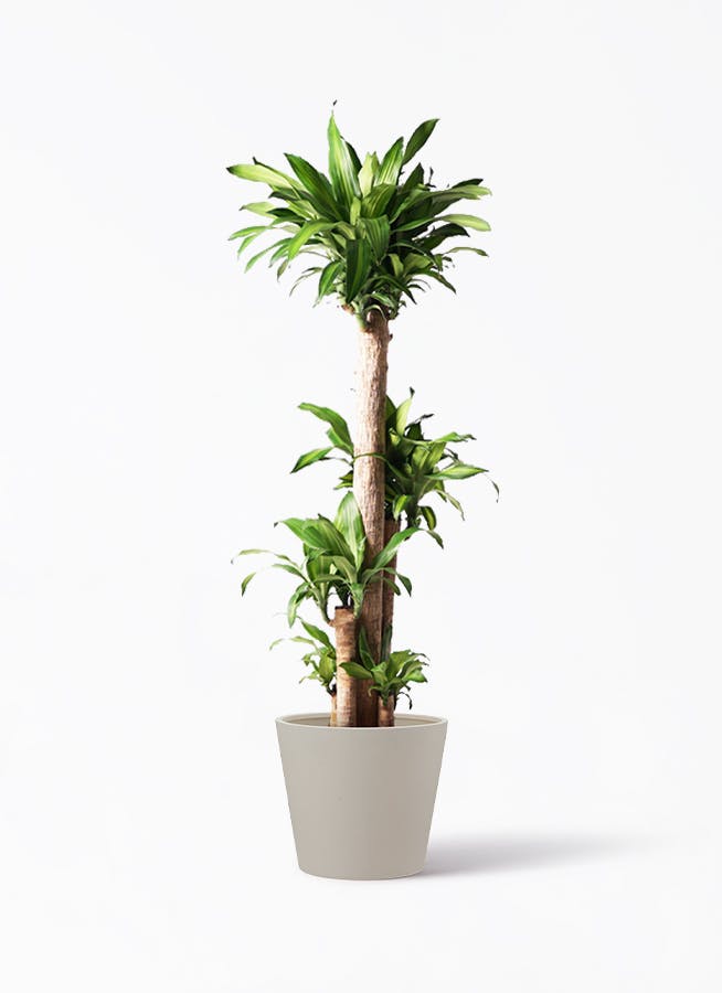ドラセナ 幸福の木 | 観葉植物の通販ならHitoHana（ひとはな）