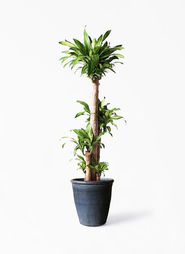 観葉植物 ドラセナ 幸福の木 10号 ノーマル Antique Terra Cotta (アンティークテラコッタ)  Black 付き