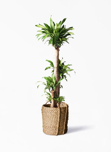 観葉植物 ドラセナ 幸福の木 10号 ノーマル LushBasket(ラッシュバスケット)  付き