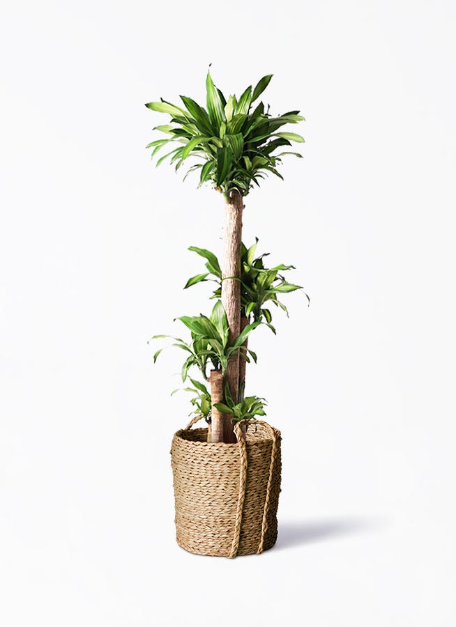 観葉植物 フェニックスロベレニー 10号 LushBasket(ラッシュバスケット ...