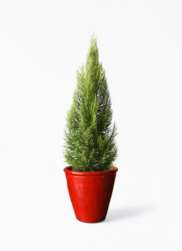 クリスマスにおすすめ鉢植え特集 クリスマスにおすすめ鉢植え特集